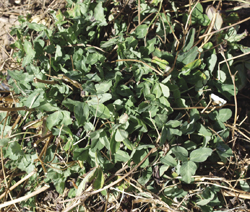 Photograph of clump-forming red clover (Trifolium pratense).